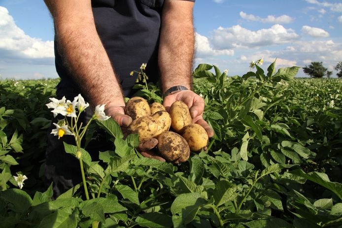 Aardappelen verwerkingslijnen